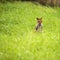 Red-legged Pademelon