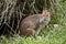 This is a red-legged pademelon
