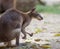 Red-legged pademelon