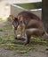 Red-legged pademelon stares at camera