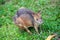 Red legged pademelon wallaby