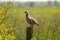 Red-legged Partridge