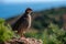 Red-legged partridge