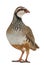 Red-legged Partridge