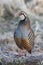 Red legged partridge, Alectoris rufa