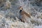 Red legged partridge, Alectoris rufa