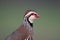 Red-legged partridge, Alectoris rufa