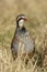 Red-legged partridge, Alectoris rufa
