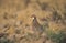 Red-legged partridge, Alectoris rufa,