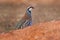 Red-legged partridge, Alectoris rufa, gamebird in pheasant family Phasianidae, on the gravel road, Spain in Europe. Partridge in