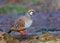 Red-legged Partridge - Alectoris rufa perched on a log.