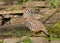 Red-legged Partridge - Alectoris rufa, Warwickshire