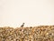 Red-legged partridge chick running on stones