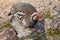 Red-legged Partridge, MonfragÃ¼e National Park, Spain