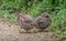 Red-legged partridge, pair of wild partridges, UK