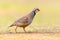 Red Legged Partridge Running in Habitat