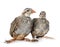 Red-legged partridges