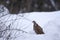 Red-legged Partridges (Alectoris rufa) in the snow