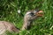 Red-Legged Seriema