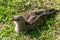 Red-legged seriema Cariama cristata