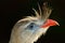 Red-legged Seriema, Cariama cristata, Pantanal, Brazil. Detail portrait of wild rare bird from America. Close-up portrait of bird