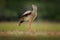 Red-legged Seriema, Cariama cristata, Pantanal, Brazil. Typical bird from Brazil nature. Bird in the grass meadow, long red leg. T