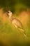 Red-legged Seriema, Cariama cristata, Pantanal, Brazil. Typical bird from Brazil nature. Bird in the grass meadow, long red leg. T