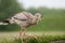 Red-legged seriema Cariama cristata. Prehistoric terror bird r