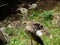 Red-legged Seriema Cariama cristata - Siriema Typical bird of Brazil`s cerrados. It reaches an average height of 70 centimeters