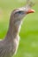 Red-legged seriema, crested cariama, bird. Close up profile of h