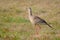 Red-legged Seriema or Crested Cariama, Cariama Cristata, bird in seriema family Cariamidae, Bonito, Brazil