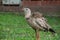 Red-legged Seriema in Pantanal, Bonito, Brazil