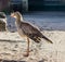 Red legged seriema standing in the sand, a tropical bird from the grasslands brazil