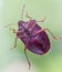 Red-legged shieldbug close-up