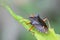 Red-legged Shieldbug, Pentatoma rufipes