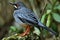 Red legged Thrush