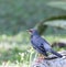 Red Legged Thrush