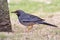 Red-legged thrush, Turdus plumbeus, endemic caribbean bird species