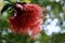 Red Lehua flower in Hawaiian botanical garden.