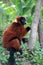 Red lemur eating