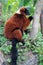 Red lemur eating