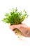 Red lentils microgreen in male`s hand. Hands holding harvest of homegrown lentil sprouts.