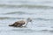 Red or Lesser Knot in Australasia