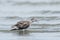 Red or Lesser Knot in Australasia