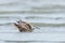 Red or Lesser Knot in Australasia