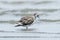 Red or Lesser Knot in Australasia