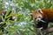 Red or lesser panda