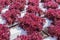 Red lettuce cultivation on hydroponic