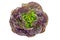 Red lettuce isolated