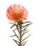 Red Leucospermum, common name pincushion protea isolated